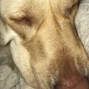 Meet your Posher, Sophia